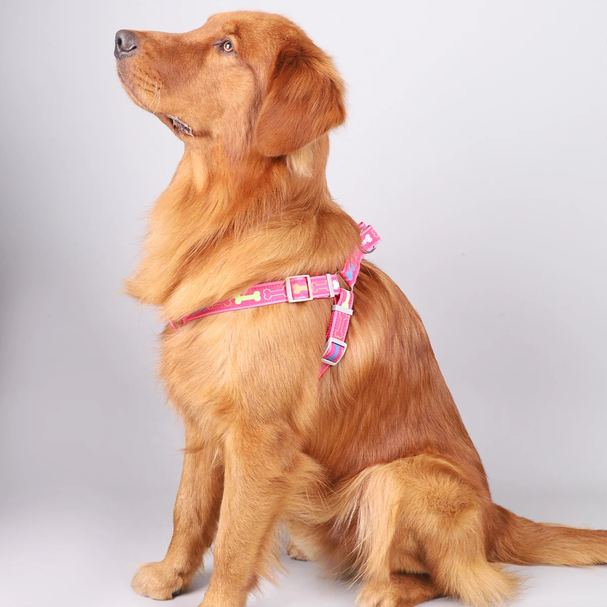 Pet harness for indoor