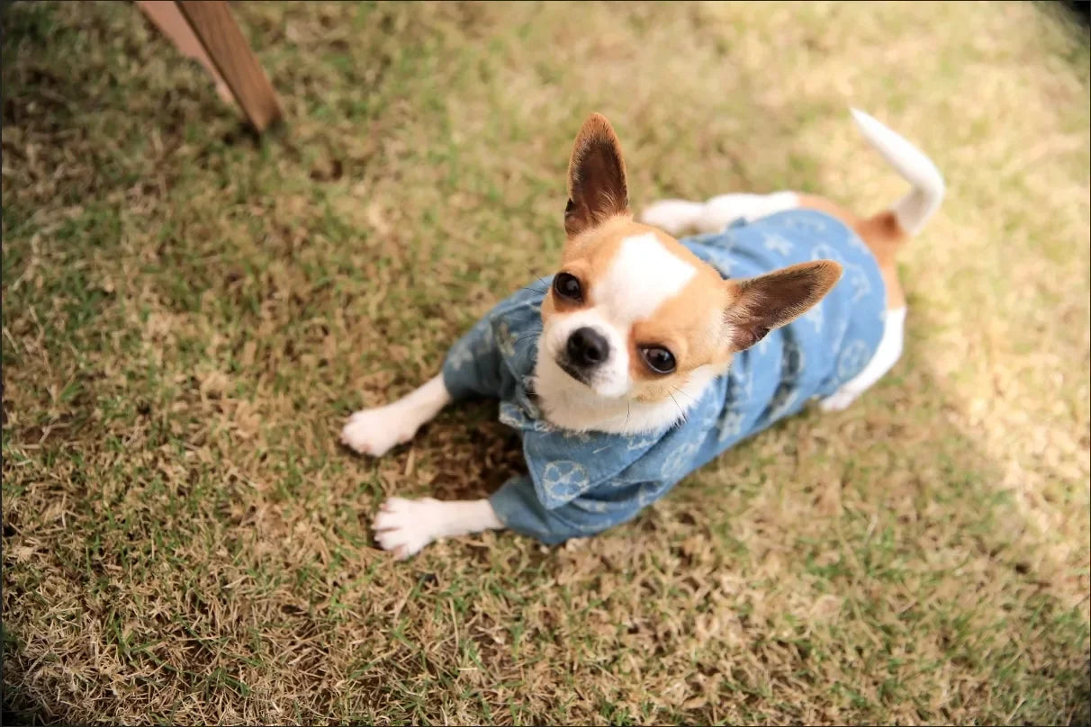 Denim Dog Clothes