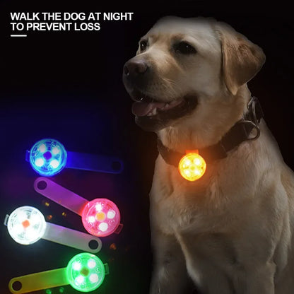 Dogs LED Collars