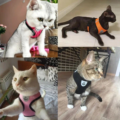 Pet Harness