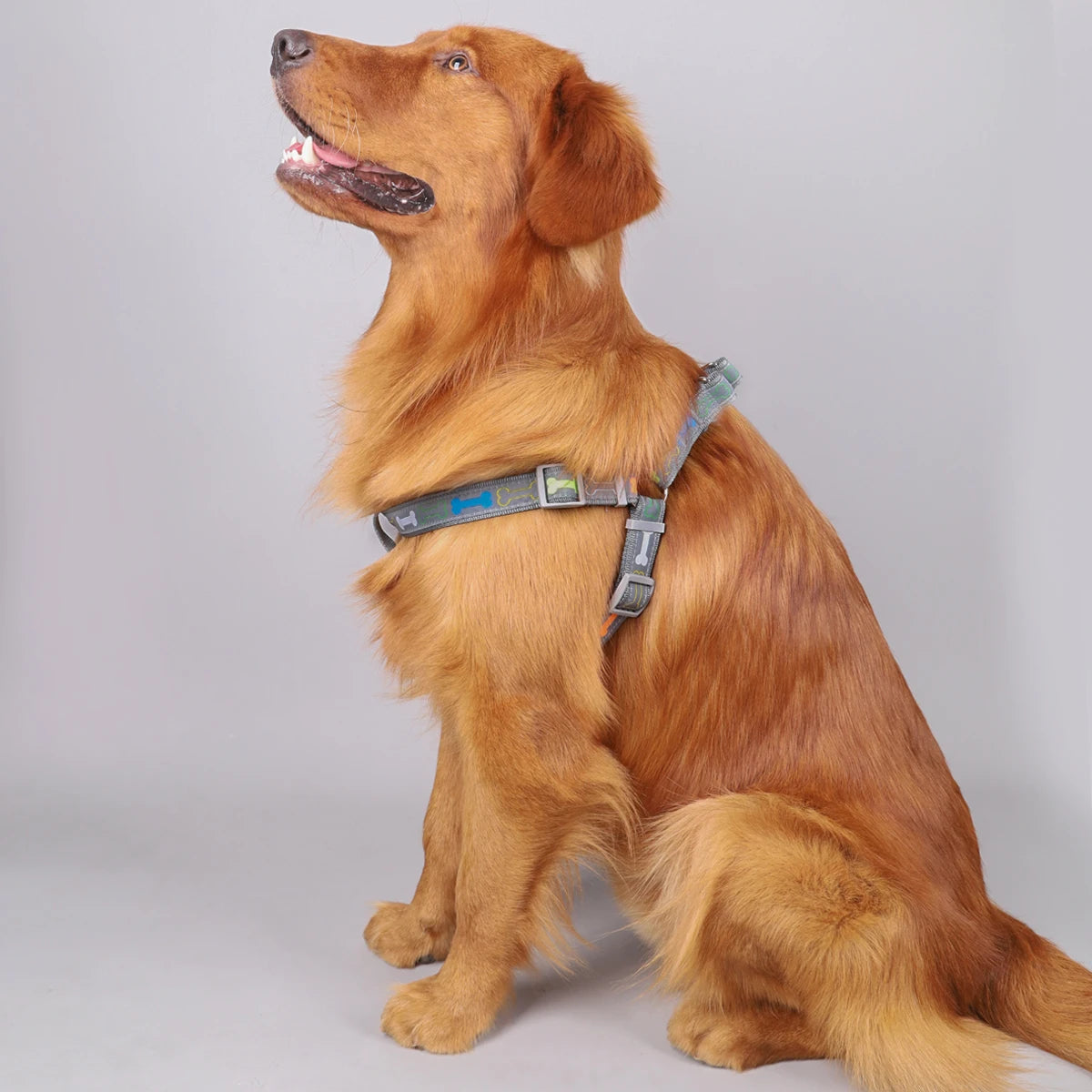 Pet harness for indoor